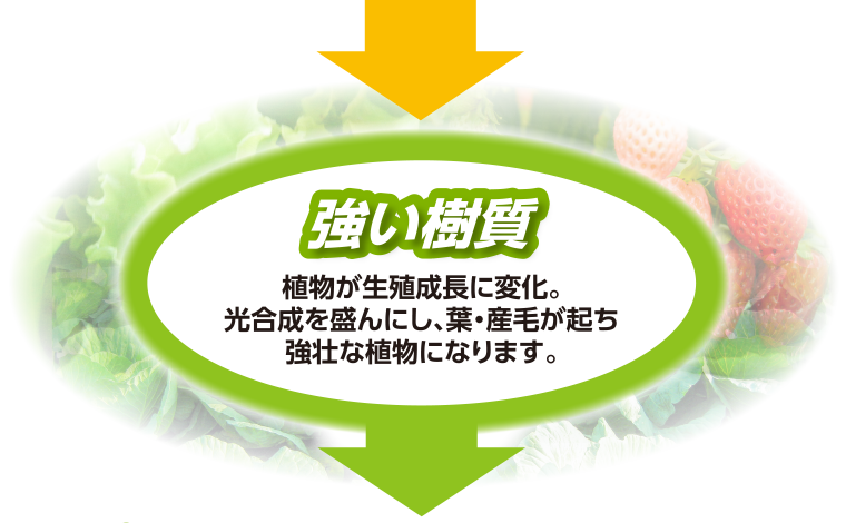 強い樹質